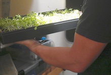 Jensen Uyeda installing microgreens tray in Hikianalia